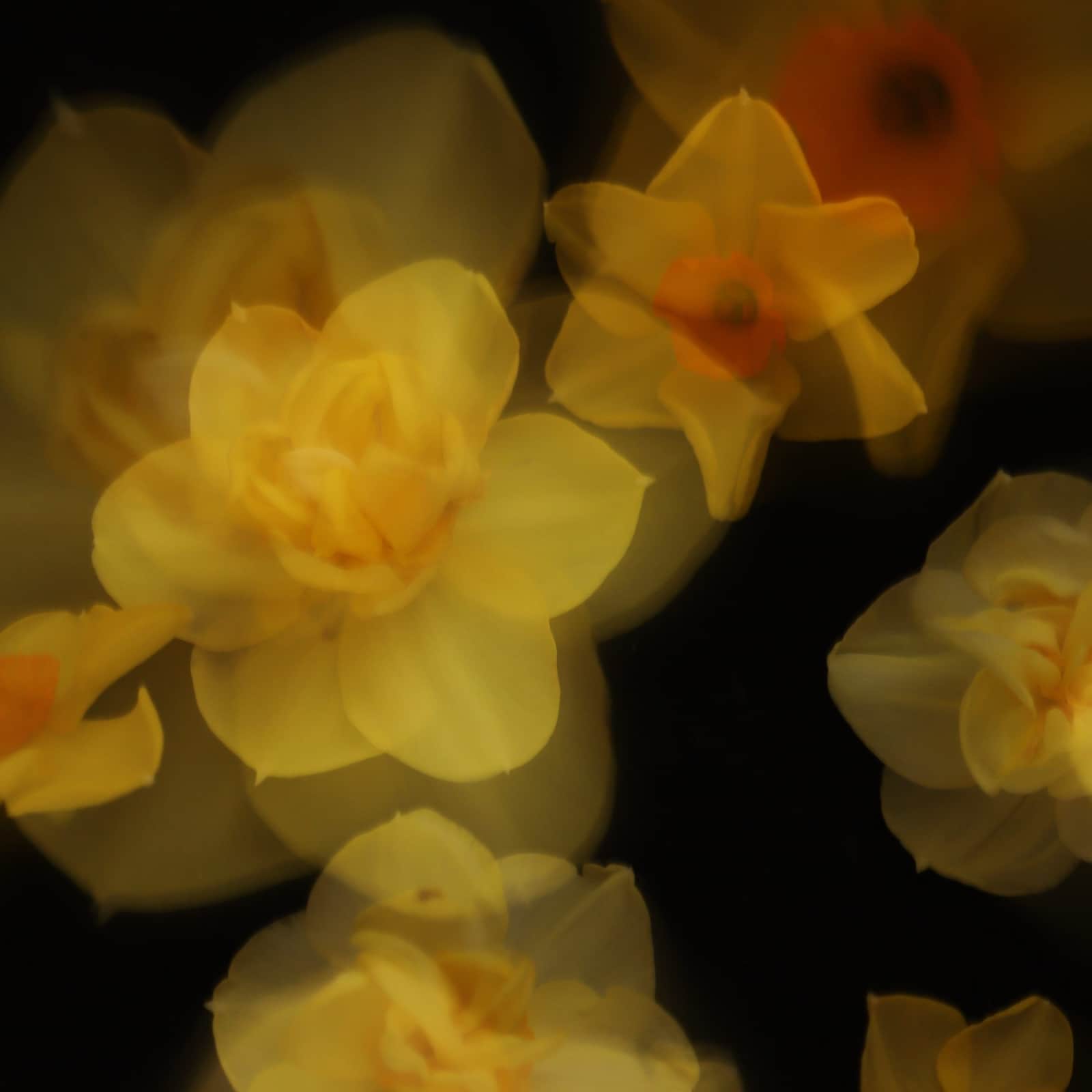 Hello Daffodils