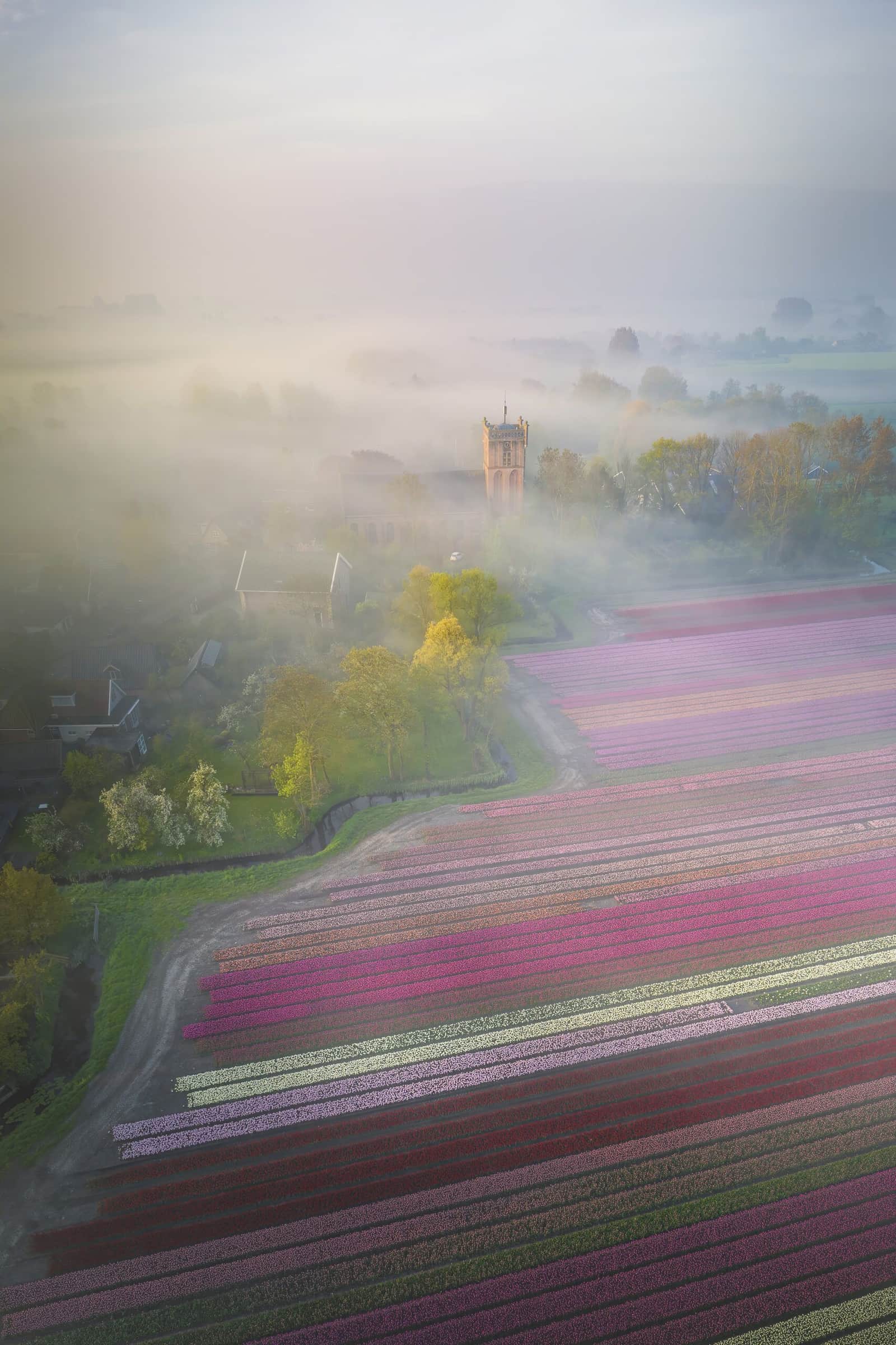 Tulip Village