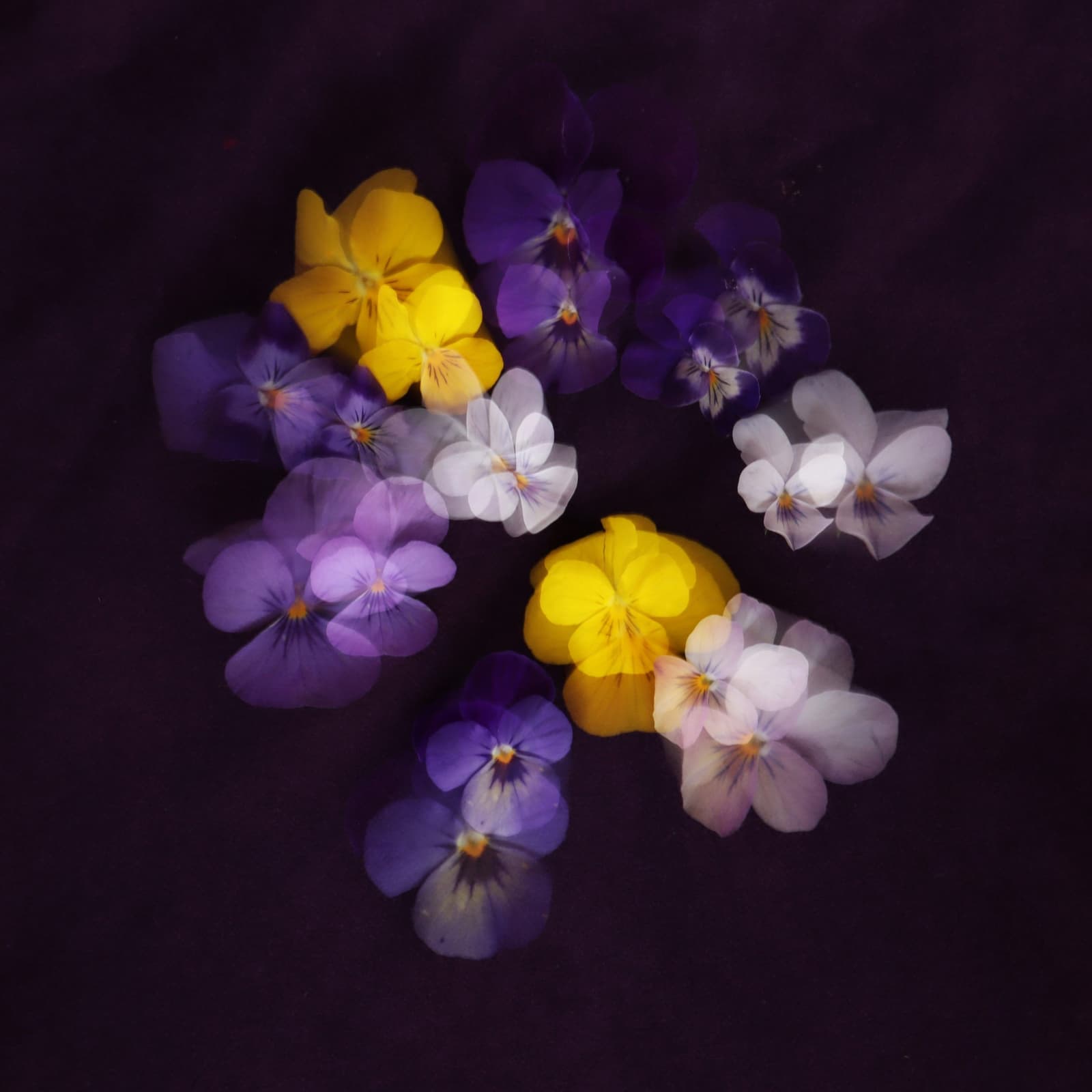 Violets Family