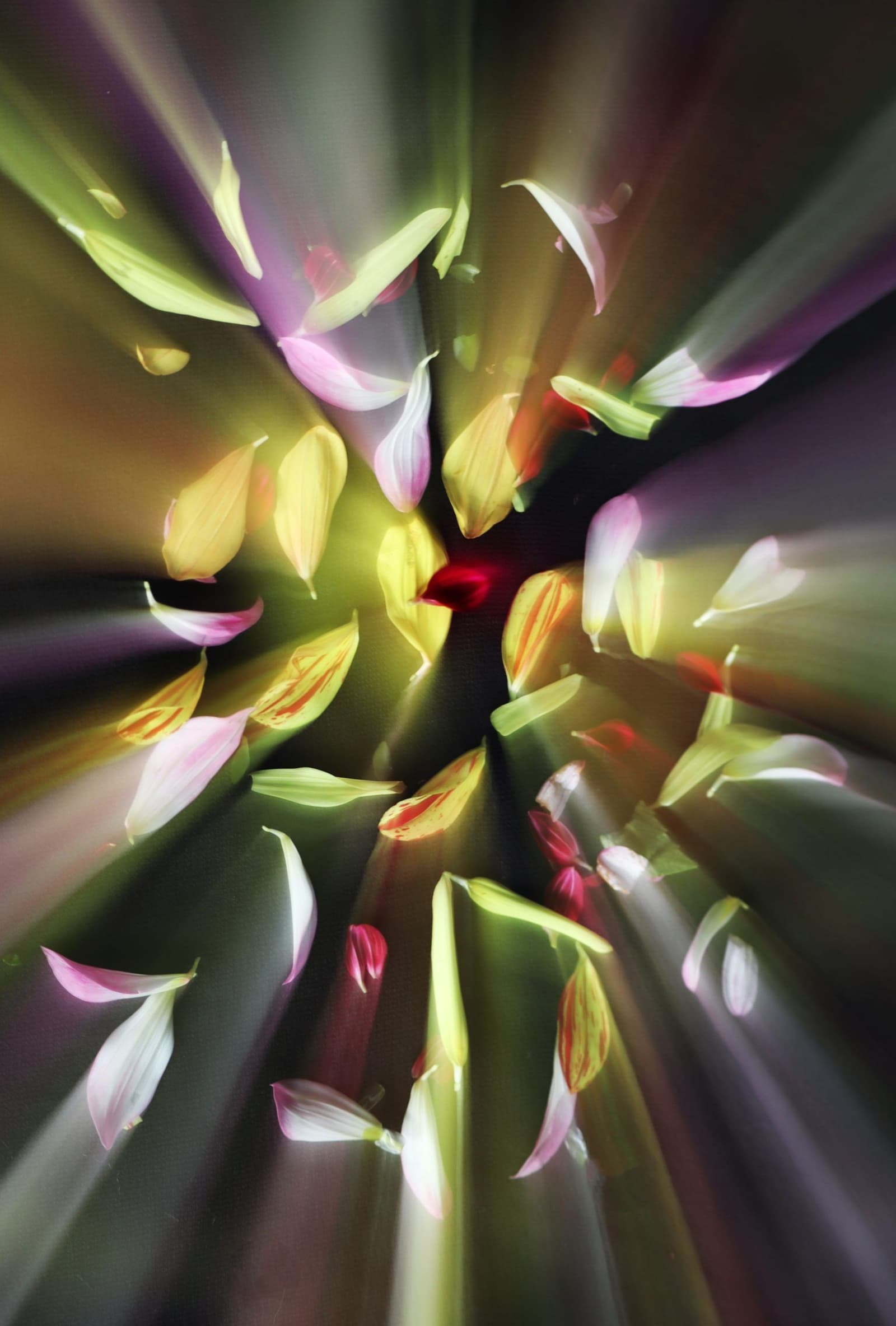 Shining Leaves